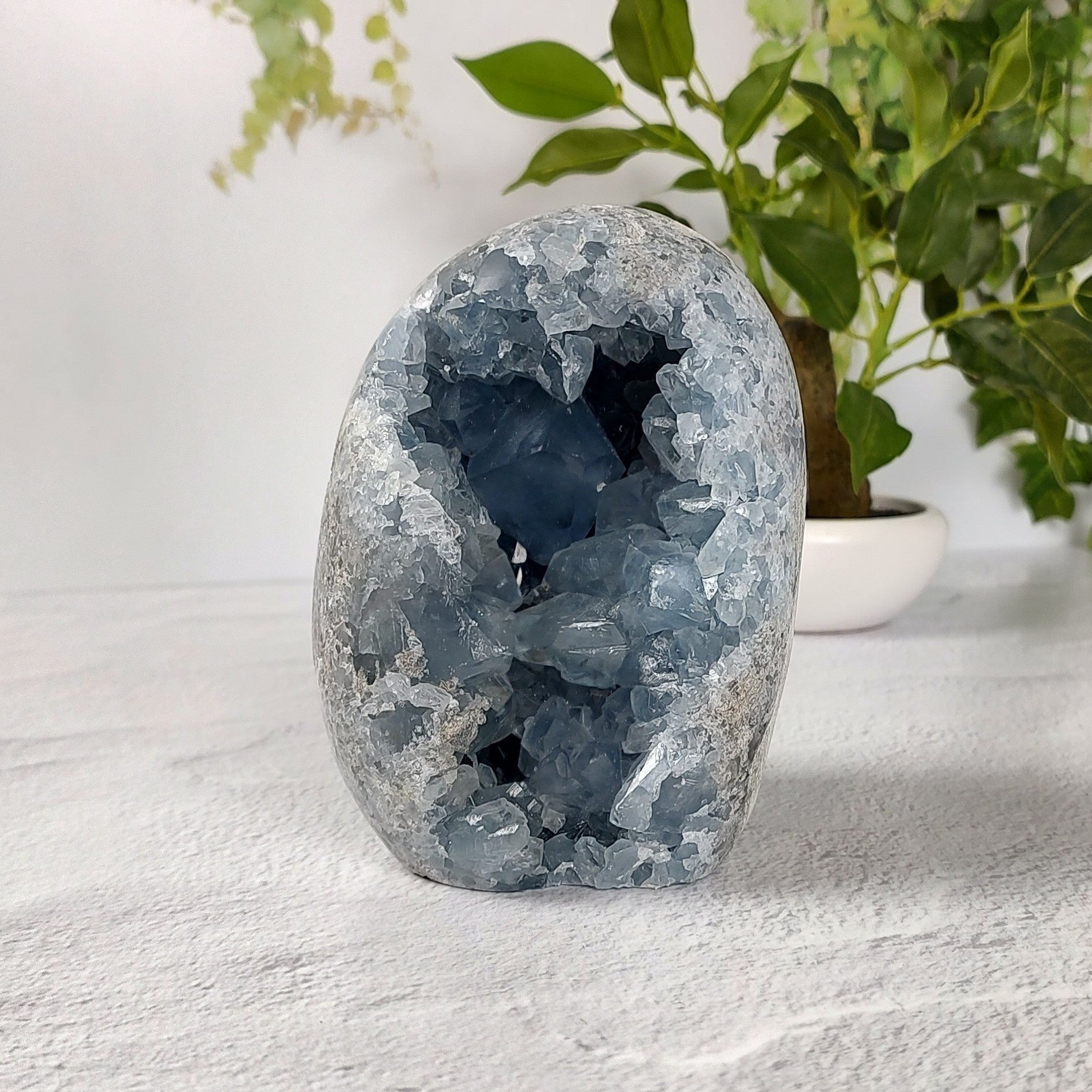 Celestite geode against a white background with greenery.